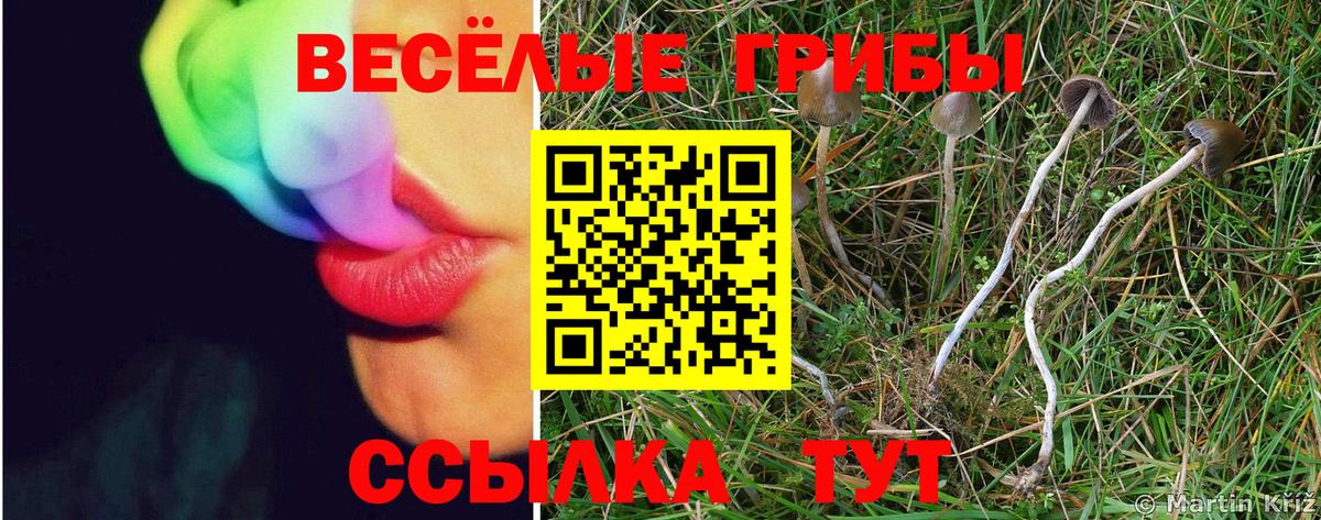 Псилоцибиновые грибы ЛСД  Вход с VPN  Псилоцибиновые грибы Psilocybine cubensis  Россия 
